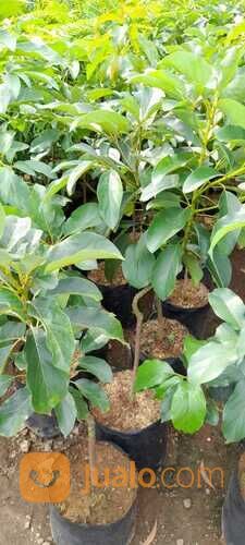 Bibit Alpukat Pluwang 1 Meter bibit sultan