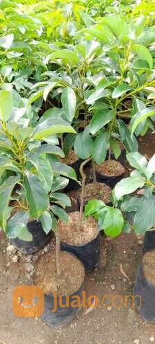 Bibit Alpukat Pluwang 1 Meter bibit sultan
