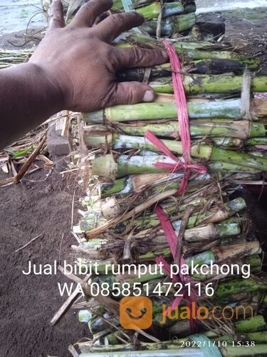 Harga Bibit Rumput Pakchong Kendal Termurah