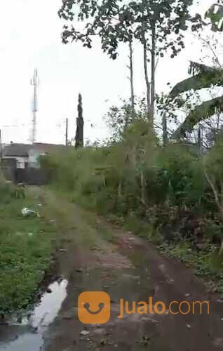 Tanah di kota batu.malang(Madewo apples)