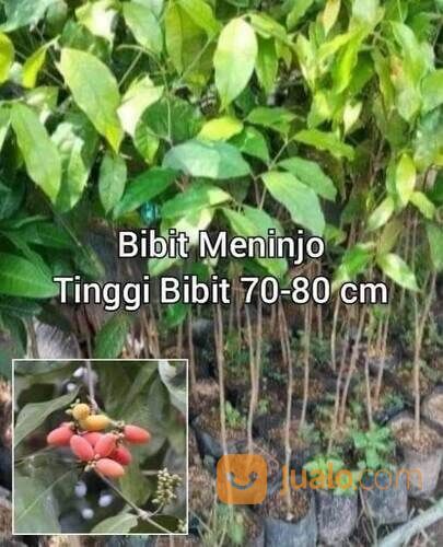 Bibit Meninjo / Melinjo Tinggi 70 - 80 cm