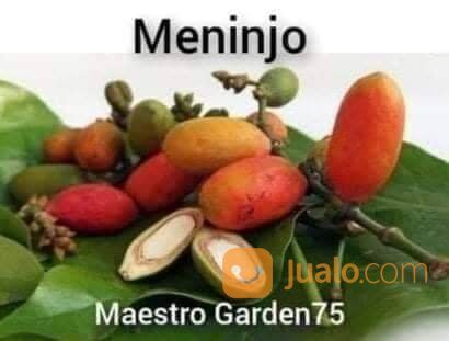 Bibit Meninjo / Melinjo Tinggi 70 - 80 cm