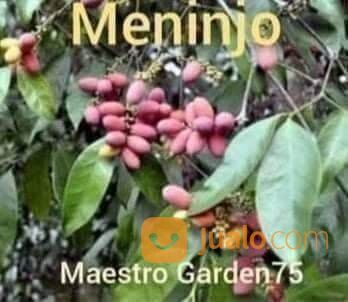 Bibit Meninjo / Melinjo Tinggi 70 - 80 cm