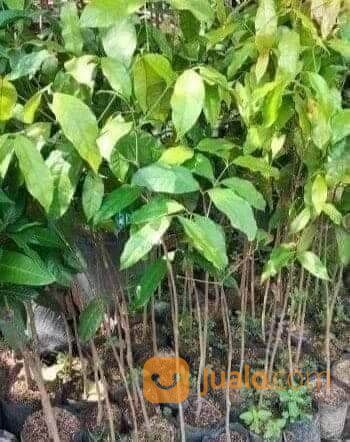 Bibit Meninjo / Melinjo Tinggi 70 - 80 cm