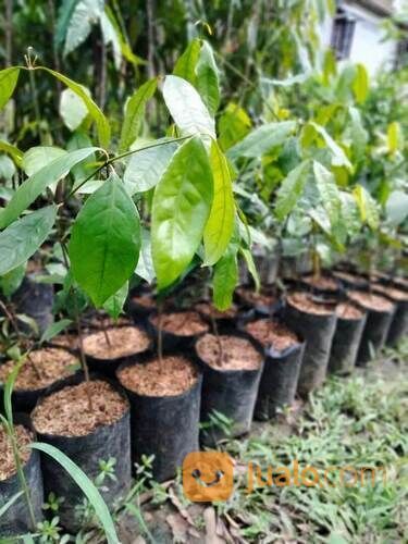 Bibit Meninjo / Melinjo Tinggi 70 - 80 cm