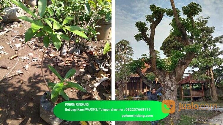 Pohon Pule Kabupaten Jember Berkualitas 082257668116 Termurah