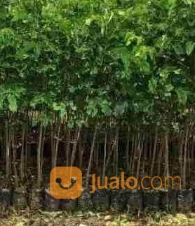 Bibit Pohon Angsana Tinggi Bibit 1,5 Meter