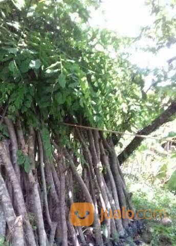 Bibit Pohon Angsana Tinggi Bibit 1,5 Meter