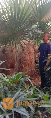 Pohon palem jenggot 081292127731