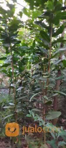 Pohon palem jenggot 081292127731