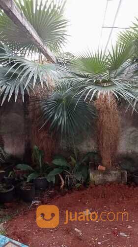 Pohon palem jenggot 081292127731