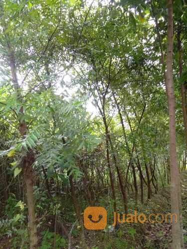 Pohon Kiara payung 081292127731