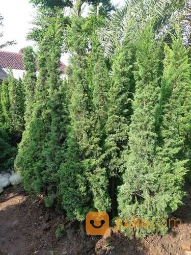 Cemara tretes.cemara lilin 0812921277731