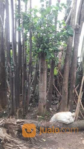 Pohon bodhi 081292127731