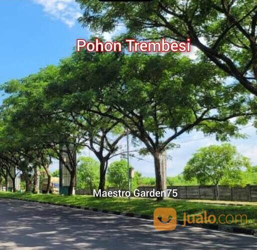 Bibit Trembesi Tinggi 1 Meter an