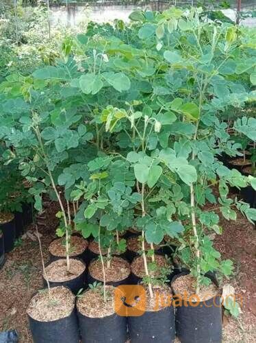 Bibit Trembesi Tinggi 1 Meter an