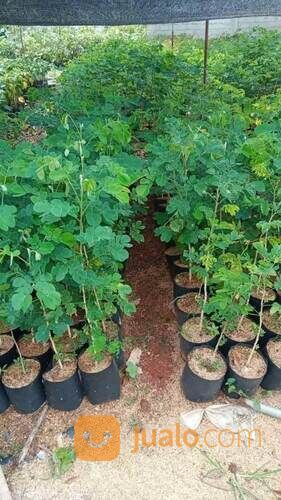 Bibit Trembesi Tinggi 1 Meter an