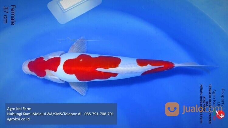 Ikan Koi Kohaku Kabupaten Lumajang Terpercaya 085-791-708-791 Bergaransi