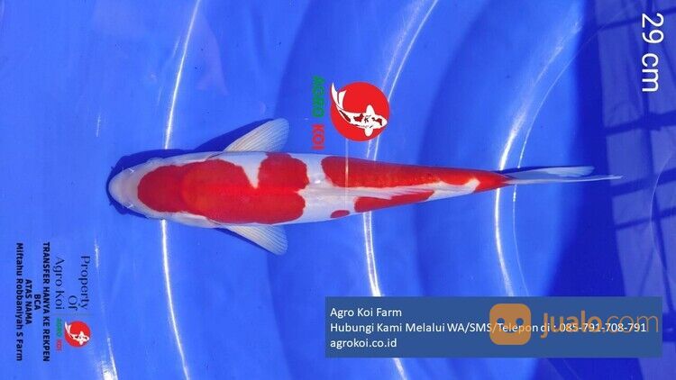 Ikan Koi Kohaku Kabupaten Lamongan Terpercaya 085-791-708-791 Bergaransi