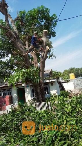 Jasa tebang pohon murah 081292127731