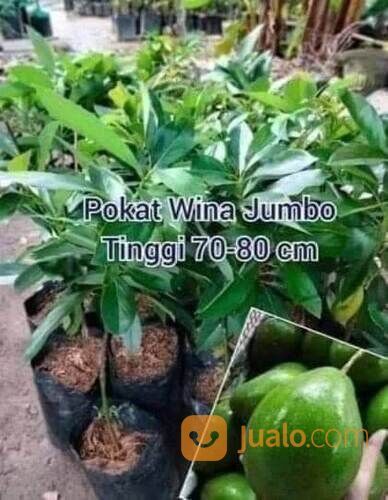 Bibit Alpukat Wina Jumbo Tinggi Bibit 70-80 Cm