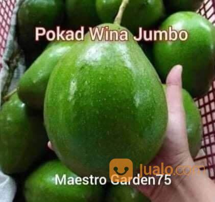 Bibit Alpukat Wina Jumbo Tinggi Bibit 70-80 Cm