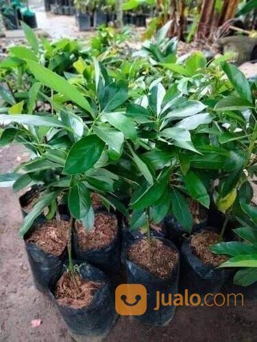 Bibit Alpukat Wina Jumbo Tinggi Bibit 70-80 Cm