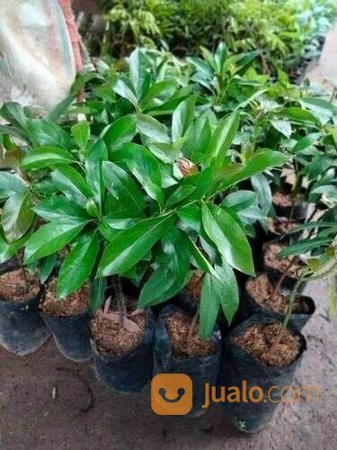 Bibit Alpukat Wina Jumbo Tinggi Bibit 70-80 Cm