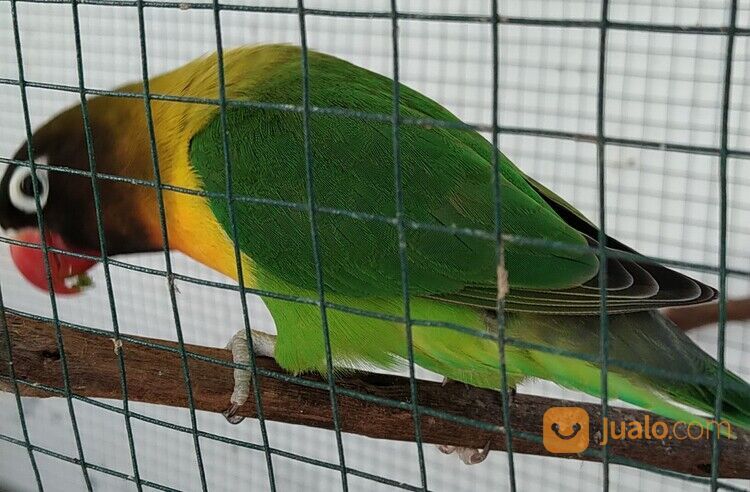 Yang Mau Burung Lovebird Betina