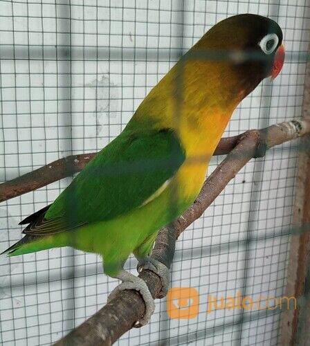 Yang Mau Burung Lovebird Betina