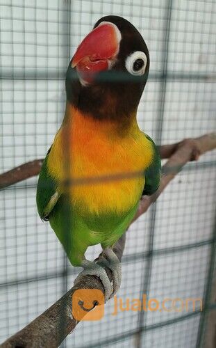 Yang Mau Burung Lovebird Betina
