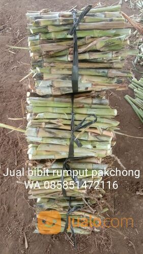Harga Bibit Rumput Pakchong Kudus Untuk Pakan Hewan Ternak