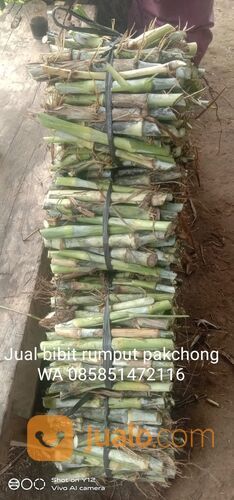 Harga Bibit Rumput Pakchong Kudus Untuk Pakan Hewan Ternak