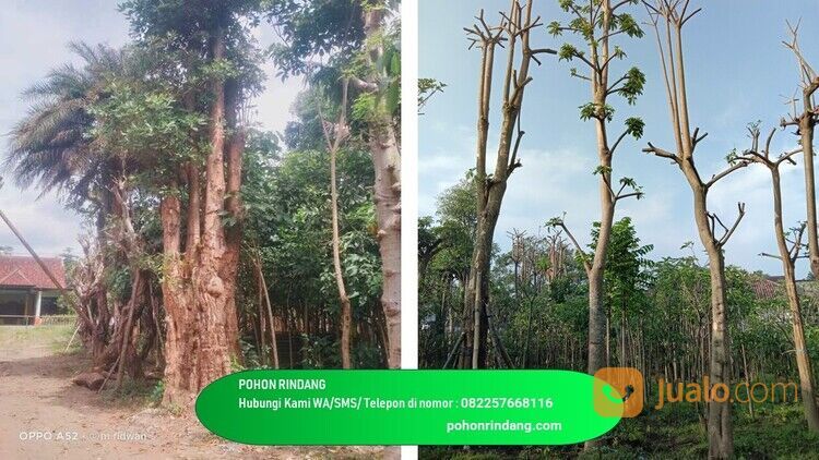Pohon Pule Kabupaten Ponorogo Berkualitas 082257668116 Termurah