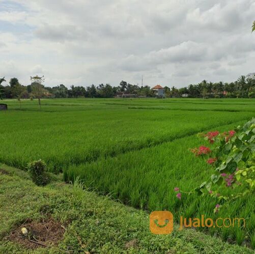 Dikontrakan 26,5 are, Jl. Desa Nyambu Kaba Kaba Kediri Tabanan