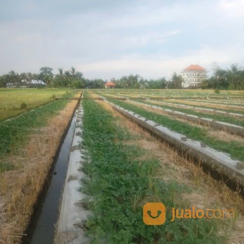 Dikontrakan 26,5 are, Jl. Desa Nyambu Kaba Kaba Kediri Tabanan