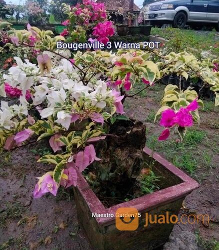Bougenville 3 Warna POT