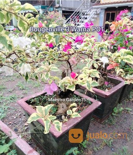 Bougenville 3 Warna POT