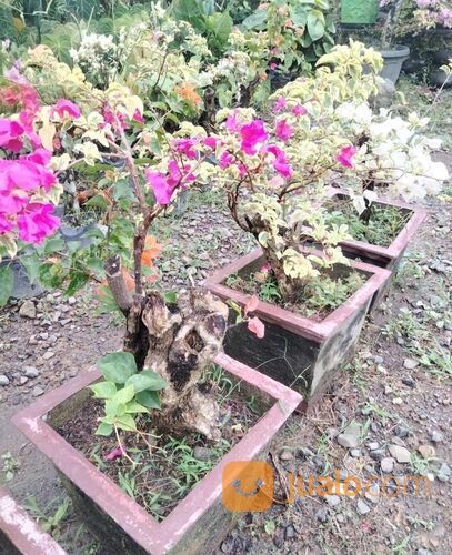 Bougenville 3 Warna POT