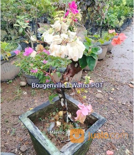 Bougenville 3 Warna POT