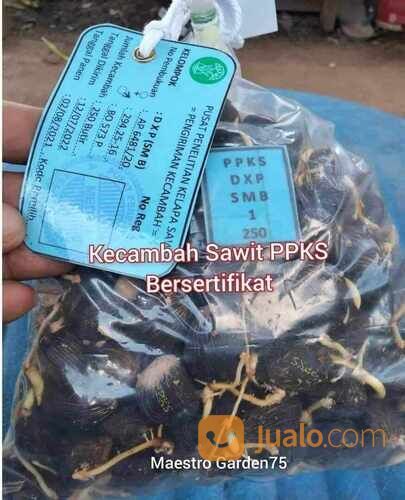Kecambah Sawit PPKS Bersertifikat Isi 250 / Kantong