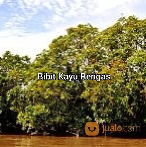 Bibit Kayu Rengas 50 cm