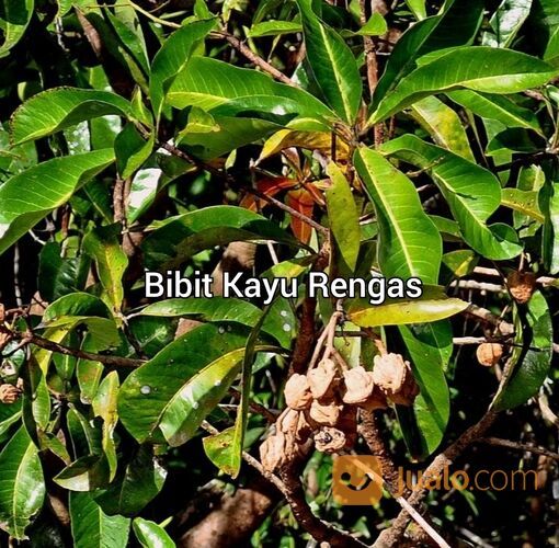 Bibit Kayu Rengas 50 cm