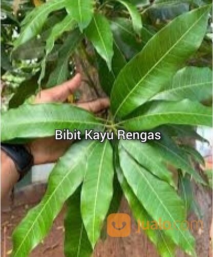 Bibit Kayu Rengas 50 cm