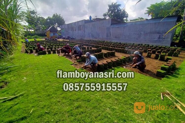 Supplier Rumput Jepang Kabupaten Jombang Rp. 15.000 per meter