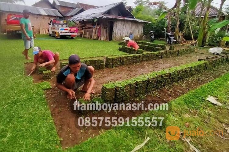 Supplier Rumput Jepang Kabupaten Jombang Rp. 15.000 per meter