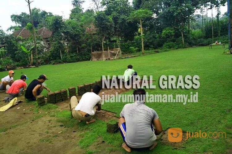 Supplier Rumput Jepang Kabupaten Jombang Rp. 15.000 per meter