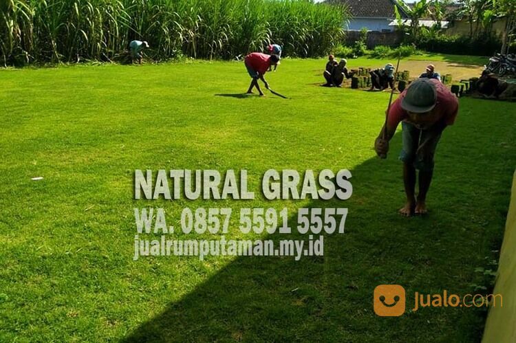 Supplier Rumput Jepang Kabupaten Jombang Rp. 15.000 per meter