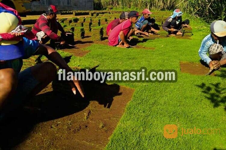 Supplier Rumput Jepang Kabupaten Jombang Rp. 15.000 per meter
