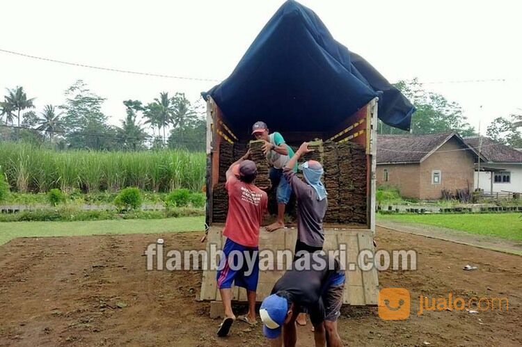 Supplier Rumput Jepang Kabupaten Jombang Rp. 15.000 per meter